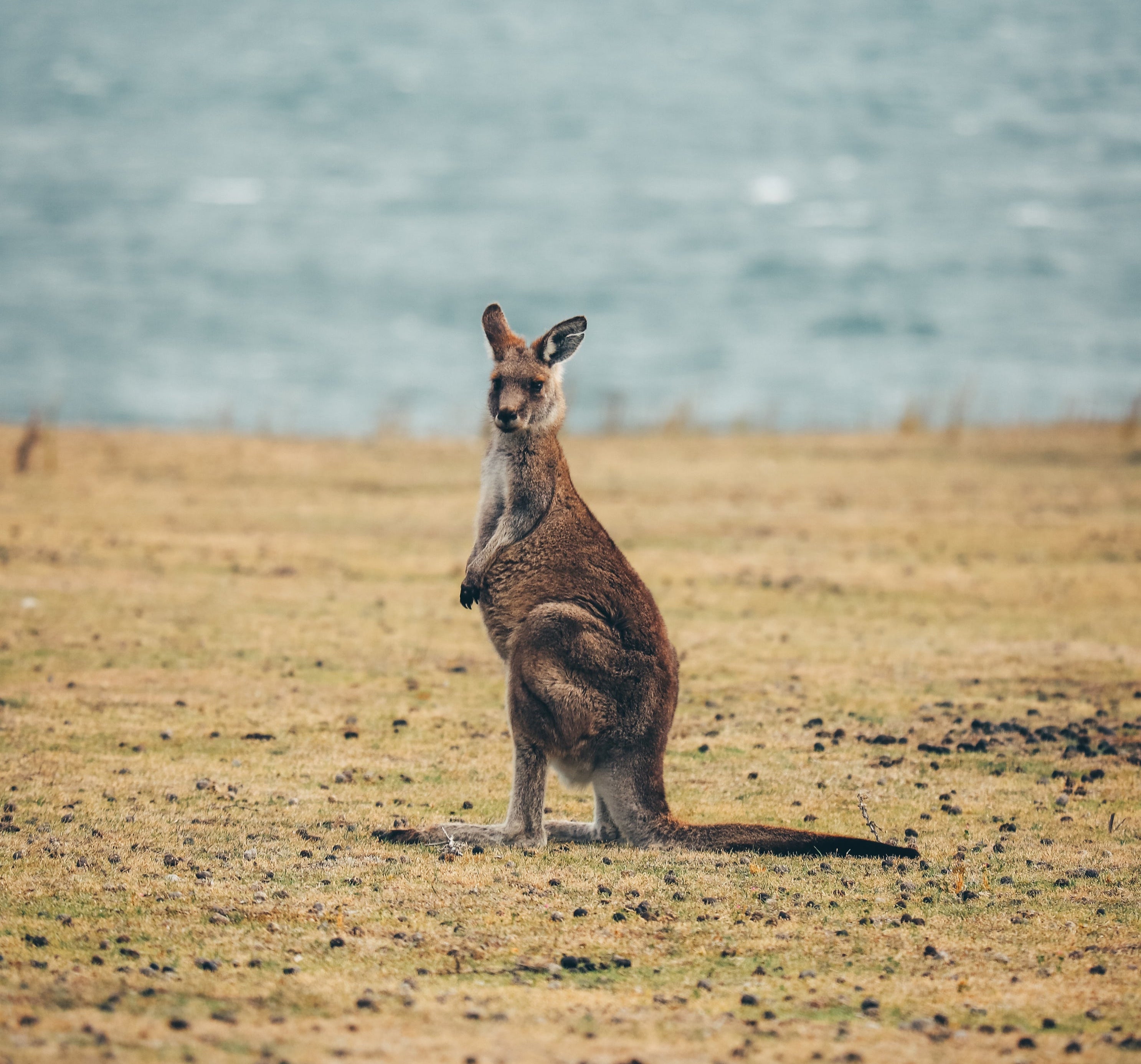 Oceania Image